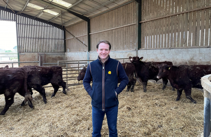 Gareth Davies MP with cows at local farm