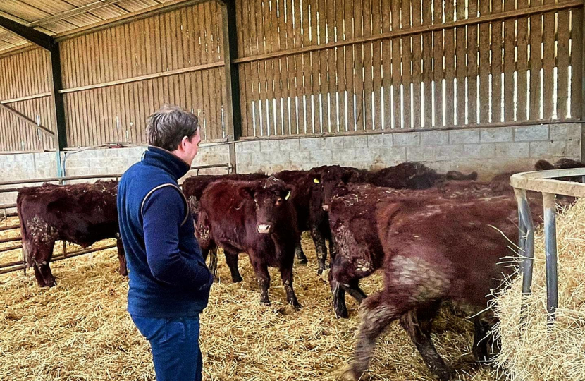 Gareth looking at cows